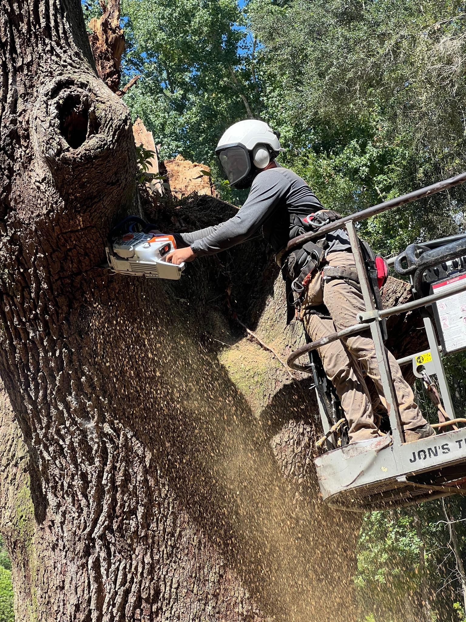 Tree Job 1