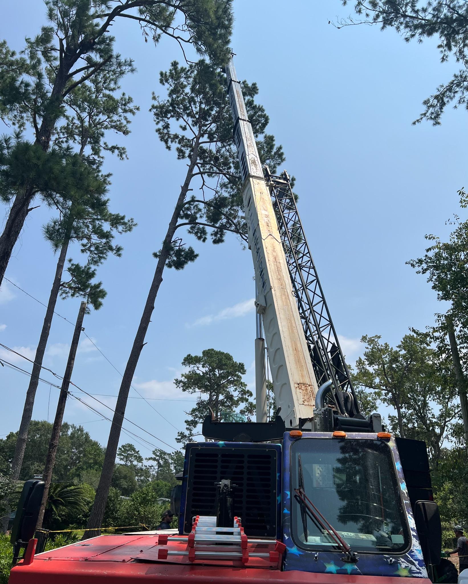 Tree Job 6