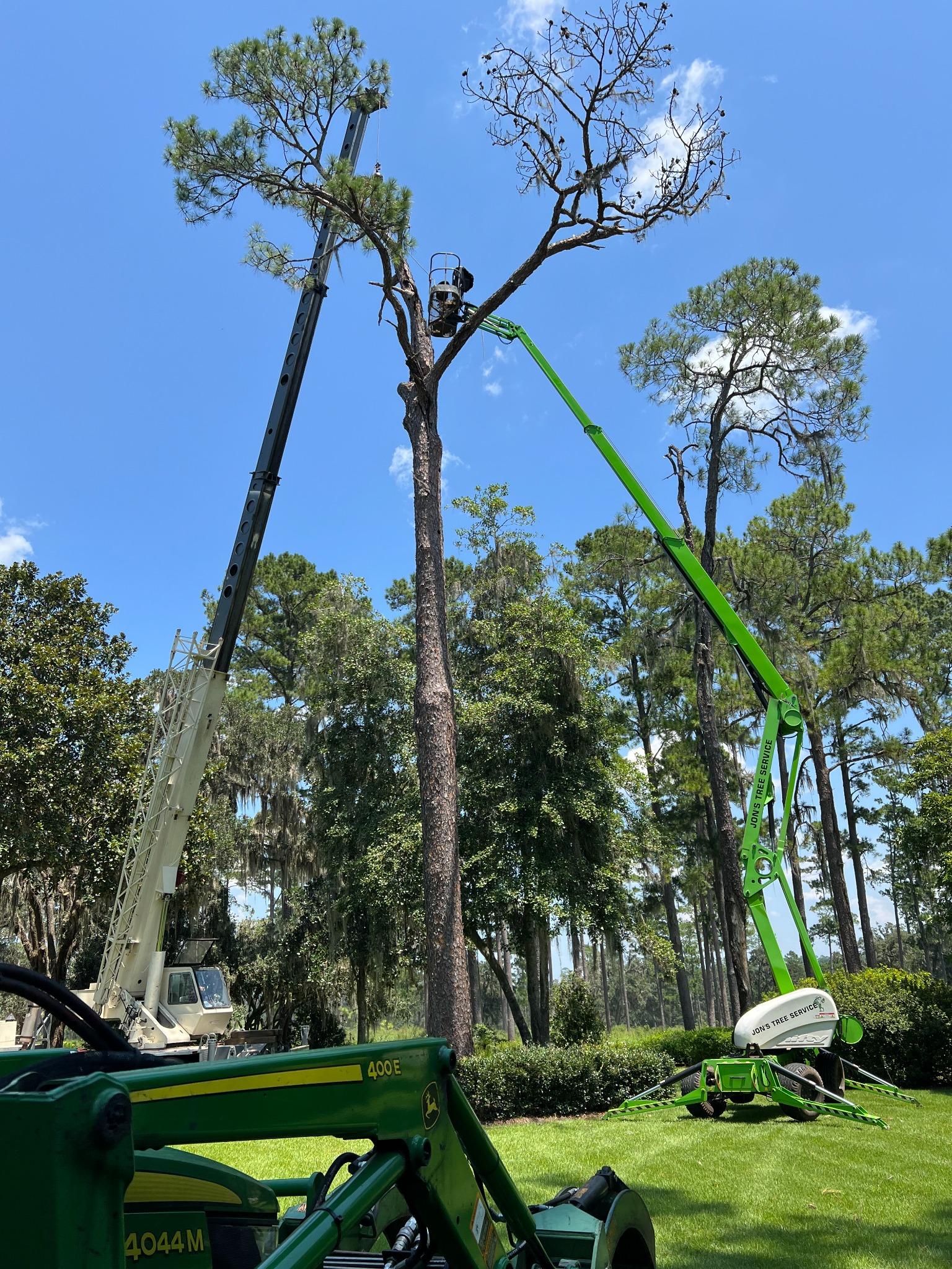 Tree Job 5