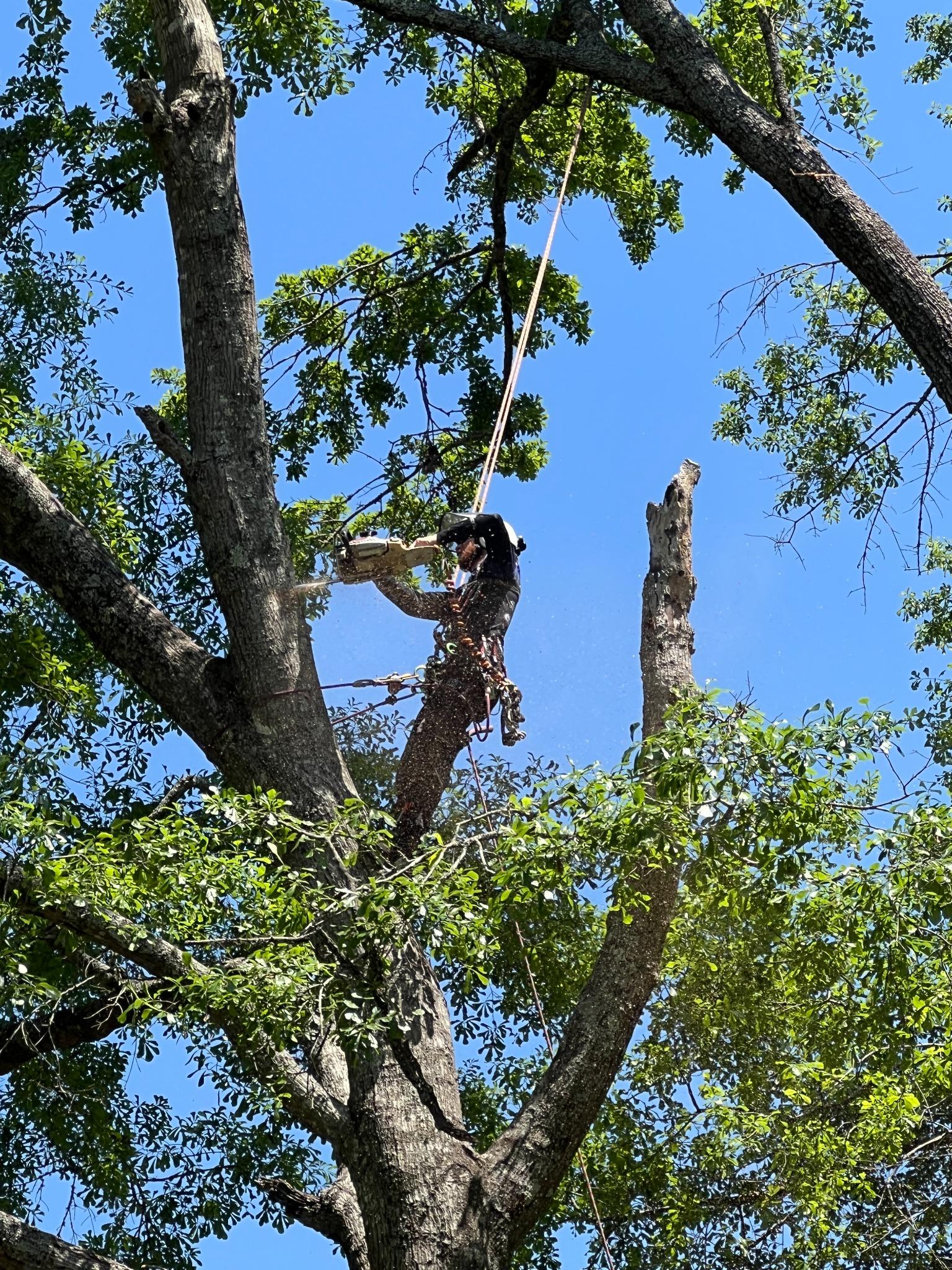 Tree Job 3
