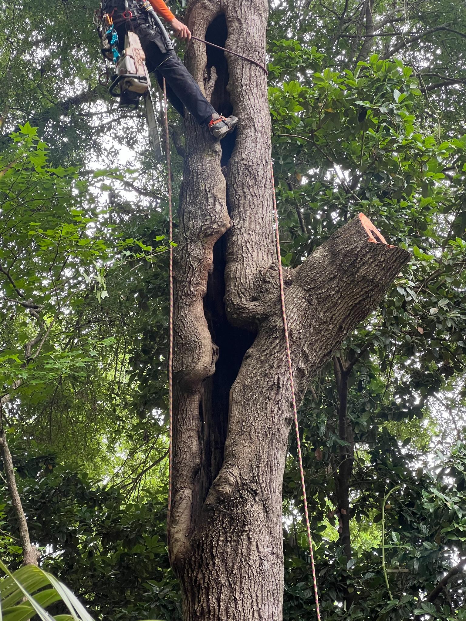 Tree Job 4
